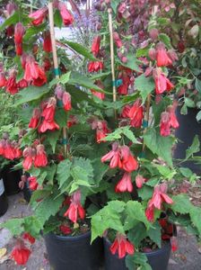 Abutilon