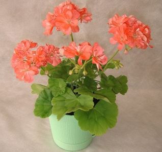 Pelargonium