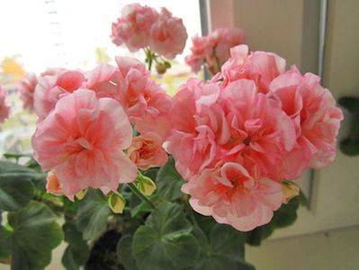 Pelargonium