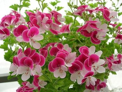 PELARGONIUM