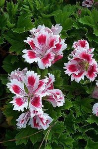 PELARGONIUM