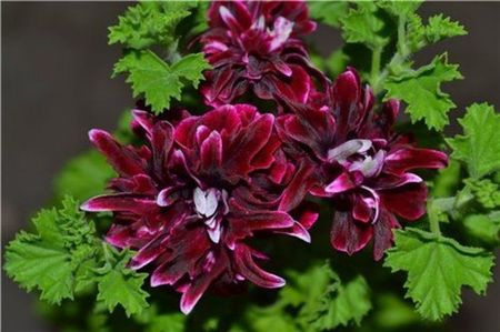 PELARGONIUM