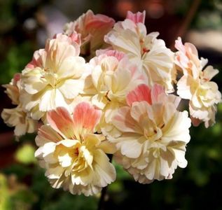 PELARGONIUM