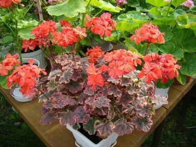 Pelargonium