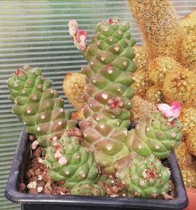 Euphorbia (monadenium) ritchiei