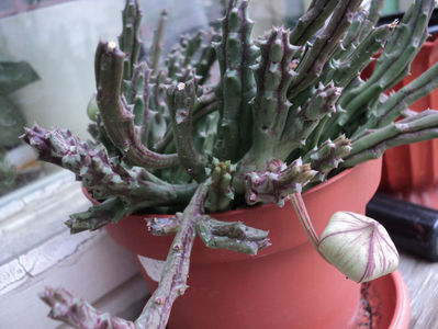 Stapelia,steaua serifului...