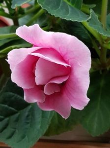 thumbnail (56)