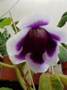 thumbnail (6)