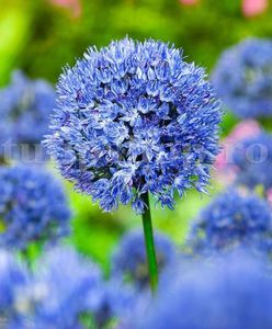 Bulbi Allium Caeruleum (Ceapa decorativa); Marime bulb 5/+ . Inaltime 50-60cm. Inflorire mai-iunie. STOC EPUIZAT!
