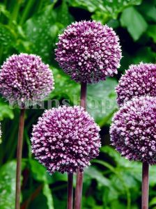 Bulbi Allium Summer Drummer (Ceapa decorativa); Marime bulb 12/14 . Inaltime 30-40cm. Inflorire mai-iunie. STOC EPUIZAT!
