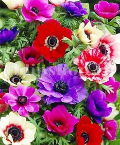 Bulbi Anemone de Caen Mix; Marime bulb 5/+ . Inaltime 20-30cm. Inflorire aprilie-mai. STOC EPUIZAT!
