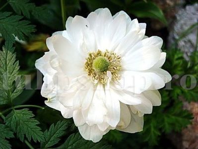 Bulbi Anemone Mount Everest; Marime bulb 5/+ . Inaltime 20-30cm. Inflorire aprilie-mai. STOC EPUIZAT!
