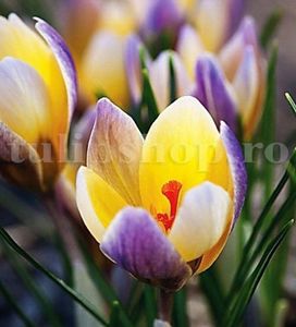 Bulbi Branduse Advance (Crocus); Marime bulb 5/7 . Inaltime 8-10cm. Inflorire febr.-martie. STOC EPUIZAT!
