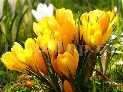 Bulbi Branduse Golden Yellow (Crocus); Marime bulb 7/8 . Inaltime 8-10cm. Inflorire febr.-martie. STOC EPUIZAT!
