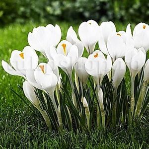 Bulbi Branduse Jeanne dArc (Crocus); Marime bulb 7/8 . Inaltime 8-10cm. Inflorire febr.-martie. STOC EPUIZAT!
