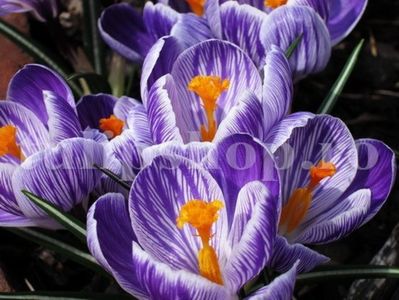 Bulbi Branduse Pickwick (Crocus); Marime bulb 7/8 . Inaltime 8-10cm. Inflorire febr.-martie. STOC EPUIZAT!
