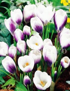Bulbi Branduse Prins Claus (Crocus); Marime bulb 5/7 . Inaltime 8-10cm. Inflorire febr.-martie. STOC EPUIZAT!
