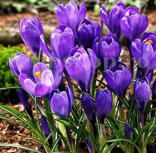 Bulbi Branduse Remembrance (Crocus); Marime bulb 7/8 . Inaltime 8-10cm. Inflorire febr.-martie. STOC EPUIZAT!
