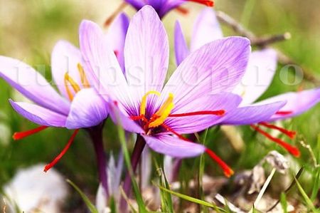 Bulbi Branduse Sativus Sofran (Crocus); Marime bulb 7/8 . Inaltime 10-15cm. Inflorire oct.-nov. STOC EPUIZAT!
