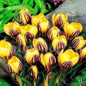 Bulbi Branduse Saturnus (Crocus); Marime bulb 7/8 . Inaltime 8-10cm. Inflorire febr.-martie. STOC EPUIZAT!
