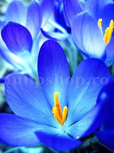 Bulbi Branduse Sky Blue (Crocus); Marime bulb 7/8 . Inaltime 8-10cm. Inflorire febr.-martie. STOC EPUIZAT!
