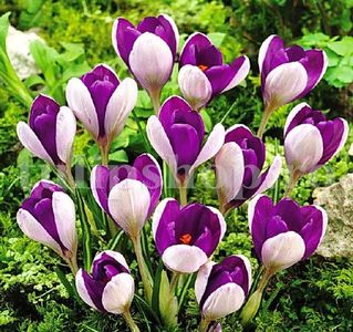 Bulbi Branduse Vanguard (Crocus); Marime bulb 7/8 . Inaltime 8-10cm. Inflorire febr.-martie. STOC EPUIZAT!
