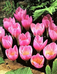 Bulbi Branduse Zonatus (Crocus); Marime bulb 7/8 . Inaltime 10-12cm. Inflorire oct.-nov. STOC EPUIZAT!

