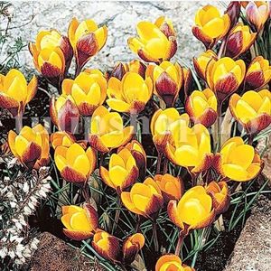 Bulbi Branduse Zwanenburg Bronze (Crocus); Marime bulb 7/8 . Inaltime 8-10cm. Inflorire febr.-martie. STOC EPUIZAT!
