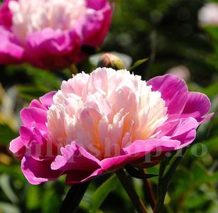 Bulbi Bujori Gay Paree (Paeonia); Marime bulb I. Inaltime 60-90cm. Inflorire aprilie-mai. STOC EPUIZAT!
