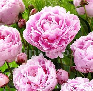 Bulbi Bujori Sarah Bernhardt (Paeonia); Marime bulb I. Inaltime 60-100cm. Inflorire aprilie-mai. STOC EPUIZAT!
