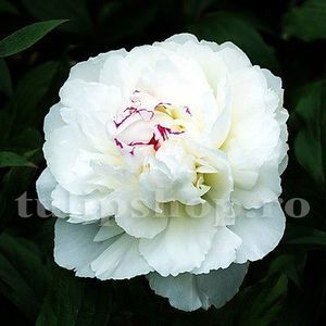 Bulbi Bujori Shirley Temple (Paeonia); Marime bulb I. Inaltime 60-80cm. Inflorire mai-iunie. STOC EPUIZAT!
