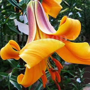 Bulbi Crin African Queen (Lilium); Marime bulb 16/18. Inaltime 120-150cm. Inflorire iun-aug. STOC EPUIZAT!
