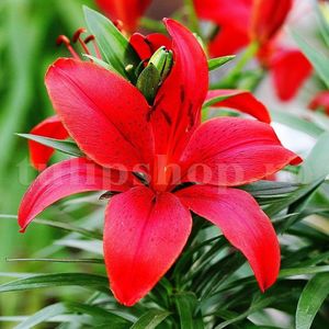Bulbi Crin Diabora (Lilium); Marime bulb 16/18. Inaltime 70-90cm. Inflorire iun-aug. STOC EPUIZAT!
