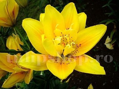 Bulbi Crin Fata Morgana (Lilium); Marime bulb 14/16. Inaltime 90-100cm. Inflorire iun-aug. STOC EPUIZAT!
