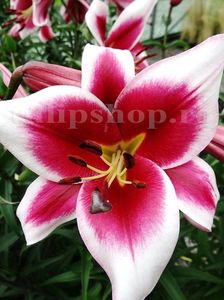 Bulbi Crin Friso (Lilium); Marime bulb 16/18. Inaltime 150-200cm. Inflorire iun-aug. STOC EPUIZAT!
