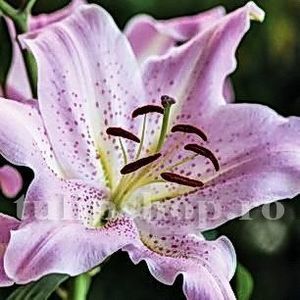 Bulbi Crin Josephine (Lilium); Marime bulb 16/18. Inaltime 70-90cm. Inflorire iun-aug. STOC EPUIZAT!
