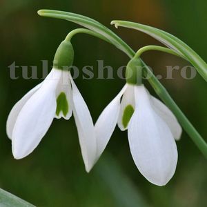 Bulbi Ghiocei Nivalis (Galanthus); Marime bulb 5/+. Inaltime 10-15cm. Inflorire febr.-martie. STOC EPUIZAT!
