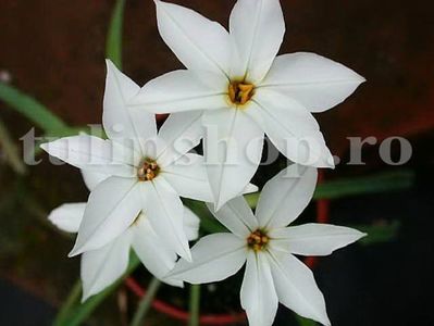 Bulbi Ipheion Alberto Castello; Marime bulb 5/+. Inaltime 20-30cm. Inflorire apr.-mai. STOC EPUIZAT!
