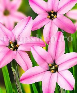 Bulbi Ipheion Charlotte Bishop; Marime bulb 4/+. Inaltime 20-30cm. Inflorire apr.-mai. STOC EPUIZAT!
