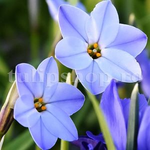 Bulbi Ipheion Jessie; Marime bulb 4/+. Inaltime 20-30cm. Inflorire apr.-mai. STOC EPUIZAT!
