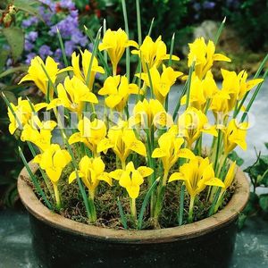 Bulbi Iris Danforda (Stanjenel); Marime bulb 5/+. Inaltime 15-20cm. Inflorire martie-apr. STOC EPUIZAT!
