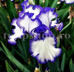 Bulbi Iris Loop the Loop (Stanjenel); Marime bulb I. Inaltime 70-80cm. Inflorire mai-iulie. STOC EPUIZAT!
