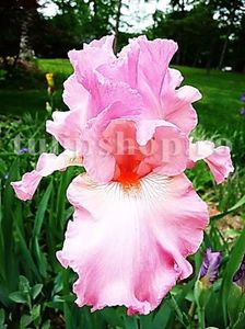 Bulbi Iris Pink Horizon (Stanjenel); Marime bulb I. Inaltime 70-80cm. Inflorire mai-iulie. STOC EPUIZAT!
