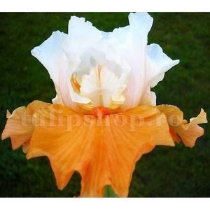 Bulbi Iris Pumpkin Cheesecake (Stanjenel); Marime bulb I. Inaltime 70-80cm. Inflorire mai-iulie. STOC EPUIZAT!
