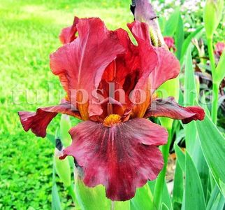 Bulbi Iris Red Zinger (Stanjenel); Marime bulb I. Inaltime 70-80cm. Inflorire mai-iulie. STOC EPUIZAT!
