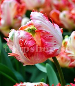 Bulbi Lalele Apricot Parrot (Tulip); Marime bulb 11/12. Inaltime 40-50cm. Inflorire martie-apr. STOC EPUIZAT!
