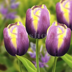 Bulbi Lalele Arabian Beauty (Tulip); Marime bulb 11/12. Inaltime 40-50cm. Inflorire apr.-mai. STOC EPUIZAT!
