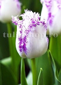 Bulbi Lalele Aria Card (Tulip); Marime bulb 11/12. Inaltime 40-50cm. Inflorire apr.-mai. STOC EPUIZAT!
