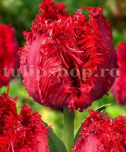 Bulbi Lalele Barbados (Tulip); Marime bulb 11/12. Inaltime 40-50cm. Inflorire apr.-mai. STOC EPUIZAT!
