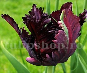 Bulbi Lalele Black Parrot (Tulip); Marime bulb 11/12. Inaltime 40-50cm. Inflorire martie-apr. STOC EPUIZAT!
